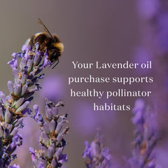 Lavender Essential Oil